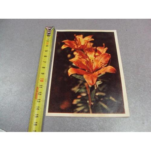 открытка лилии раскина 1962 №12427