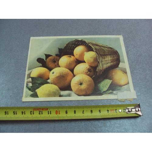 открытка лимоны и апельсины зиверта 1963 №12484