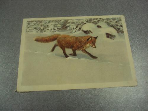 открытка лисица 1954 трофимов №15676м