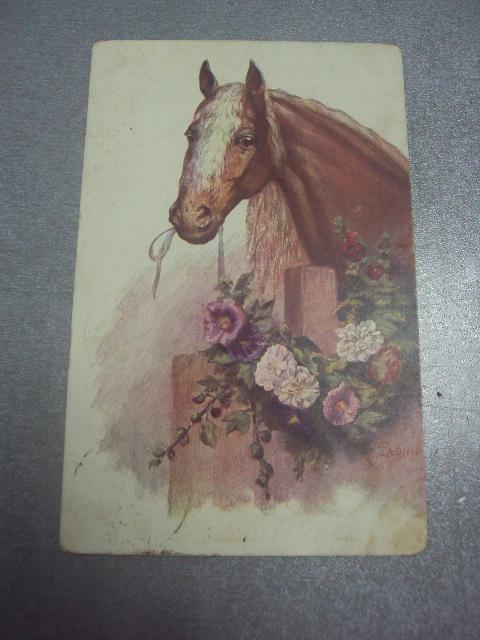 открытка лошадь миргород варшава военный госпиталь 1911  №1523