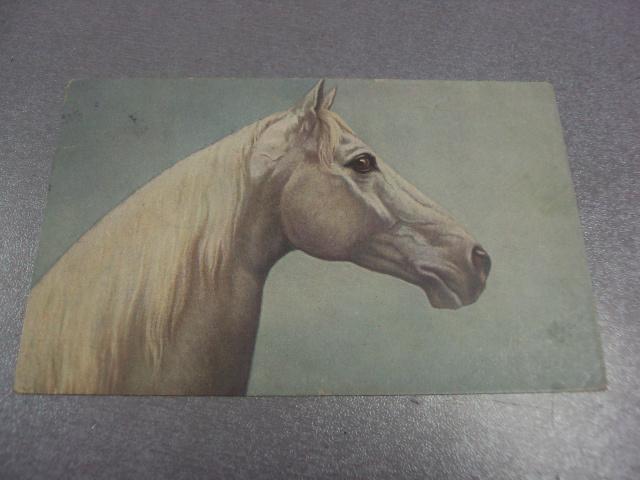 открытка лошадь райгород подольская губ варшава 1914 №1563