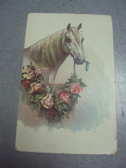 открытка лошадь райгород варшава военный госпиталь 1911  №1524