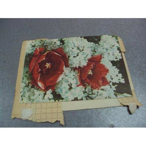 открытка подмосковье самсонова, цветы ананьиной 1962 склейка 2 шт №12430