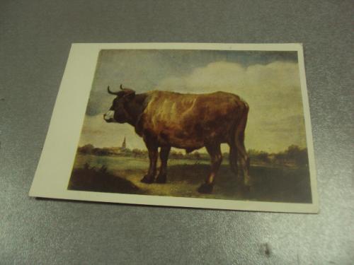 открытка поттер бык 1959 №14784м