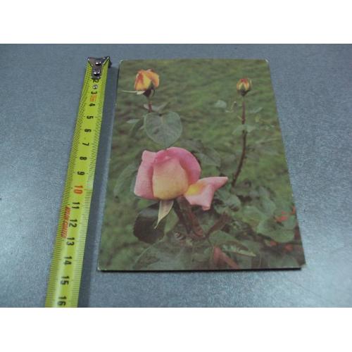 открытка роза 1976 папикьяна №10973