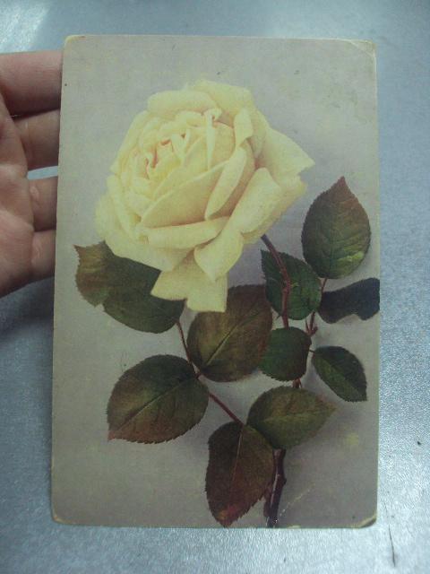 открытка роза медынь 1911 №1612