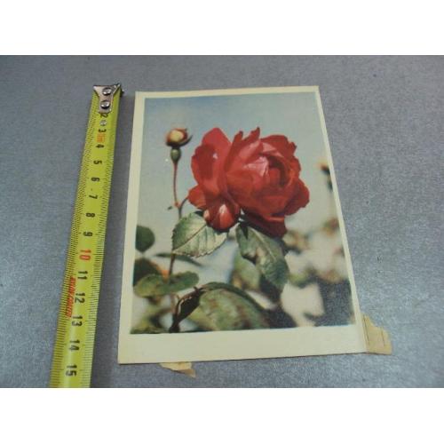 открытка роза самсонова 1962 №12483