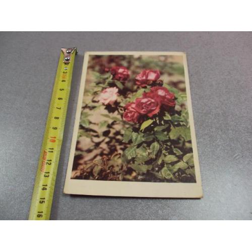открытка розовый куст 1962 шраде №10954