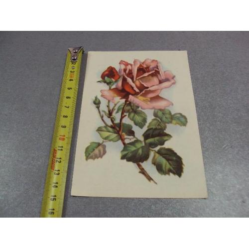 открытка розы 1964 таллин №12450