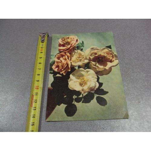 открытка розы чупринина украина №12441