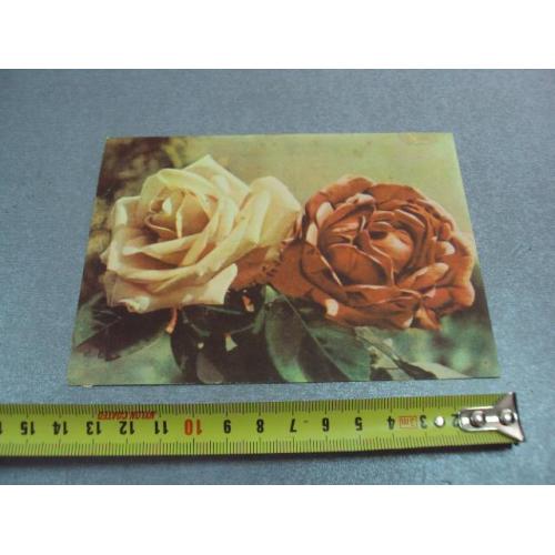 открытка розы федорова 1958 №12472