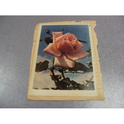 открытка розы инатович, цветы 1962 склейка 2 шт №12433