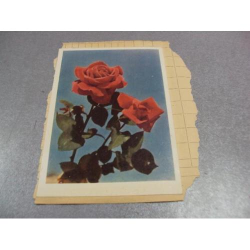 открытка розы инатович, цветы 1962 склейка 2 шт №12434