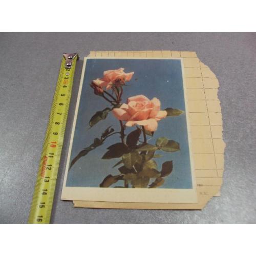 открытка розы инатович, подмосковье 1962 склейка 2 шт №12432