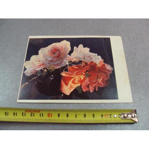 открытка розы шагина 1962 №12491