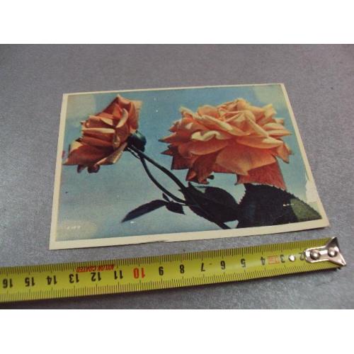 открытка розы шагина 1962 №12493