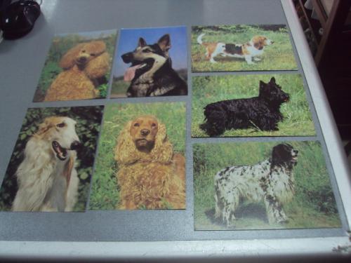 открытка собака 1989 кочетова елисеева лот 7 шт №4579