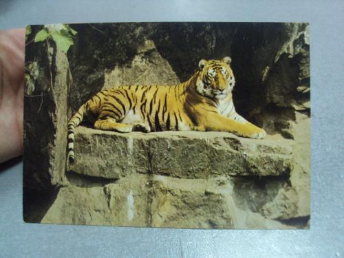 открытка тигр 1989 чверткина №4578