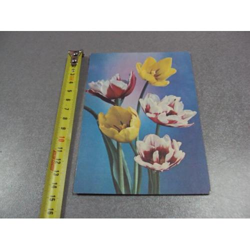 открытка тюльпаны 1978 костенко №10968