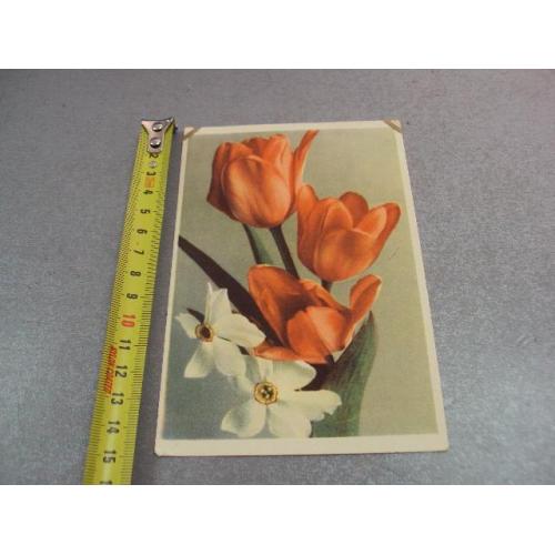 открытка тюльпаны и нарцисы 1964 таллин №12465