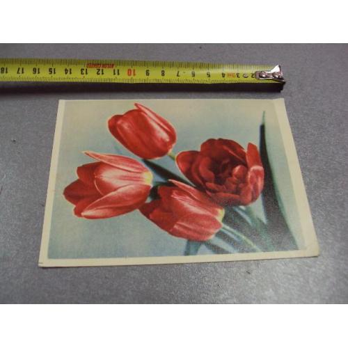 открытка тюльпаны шерстневой 1964 №12444