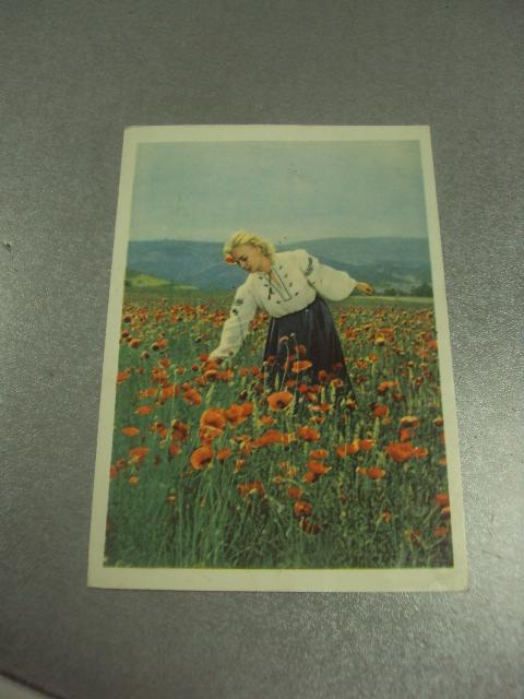 открытка захарчук мак цветет  №12207м