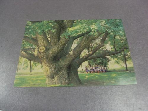 открытка запорожье 700 летний дуб якобсон 1986 №997