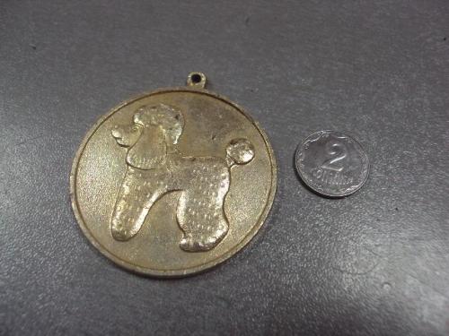 знак медаль подвес детский пудель собака №1285