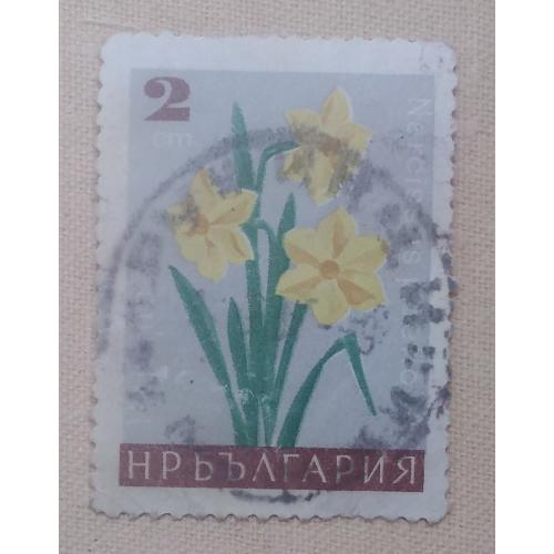 Болгария 1966 г - Садовые цветы.Нарцисс поэтический, гаш