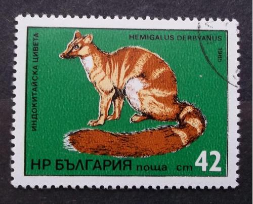 Болгария 1985 г - Полосатая цивета (Hemigalus derbyanus)