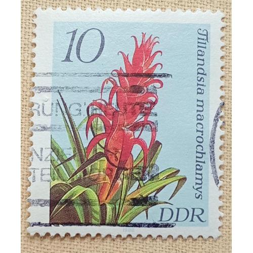 ГДР 1988 г - Цветы. Тилландсия макрохламис, гаш