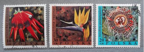 Польша 1968 г - цветы