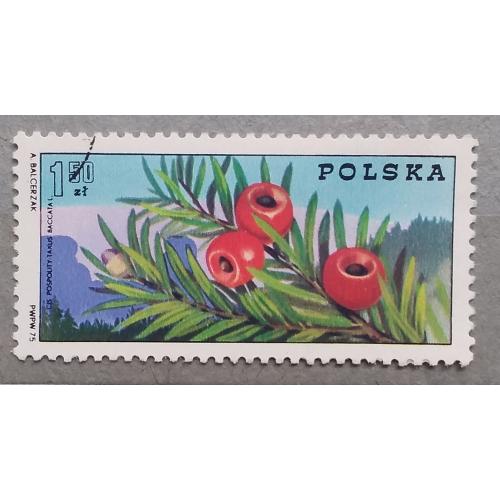 Польша 1975 г - 100 лет организации горных гидов. Туризм в Польше. Тисс ягодный (Táxus baccáta)