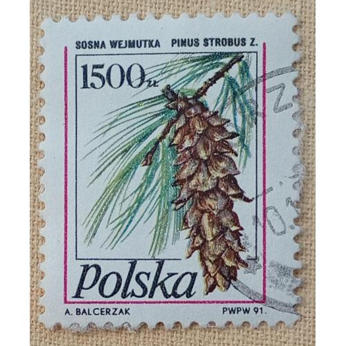 Польша 1991 г - Сосна Веймутова (Pinus strobus), гаш
