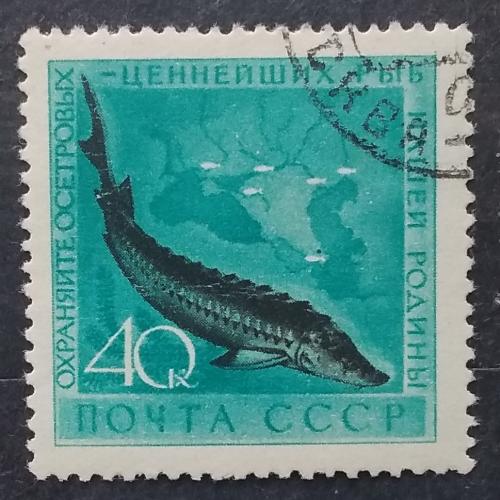 СССР 1959 г - Охрана морской фауны. Осетр