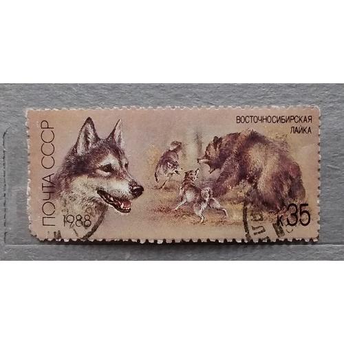 СССР 1988 г - Отечественные породы охотничьих собак. Восточносибирская лайка, гаш