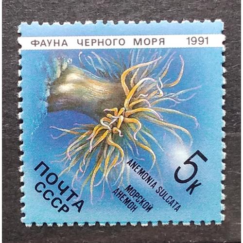СССР 1991 г - Фауна Черного моря. Морской анемон, негаш