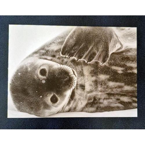 Україна 2026 р. Листівка. 30 років анктартичній станції " академіка Вернадського". Тюлень