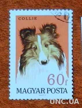 Венгрия 1967 Фауна собаки