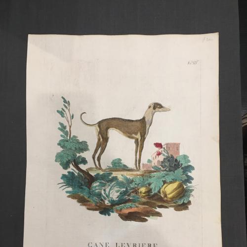 Стародавня Гравюра 18 століття .Cane Levriere, порода собак. Венеціанські художники 18 ст.