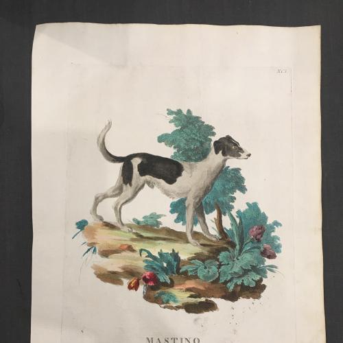 Стародавня Гравюра 18 століття. Mastino, порода собак. Видатні венеціанські художники 18 століття 