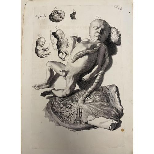 Гравюри з анатомії 17 століття 