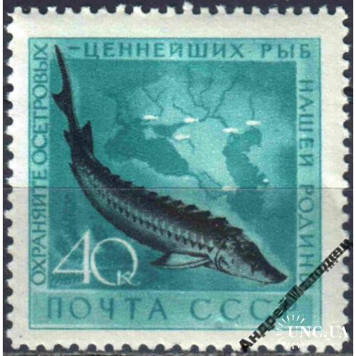 1959. 40 коп. Рыбы. Осетр. MNH.