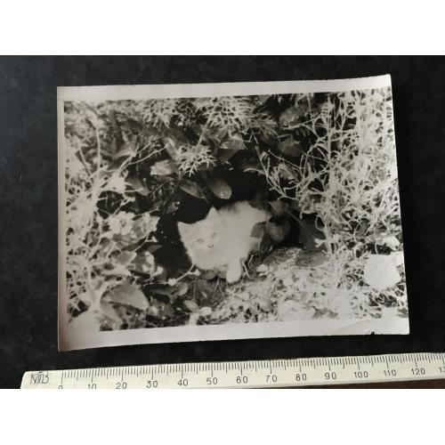 Фотографія Киця