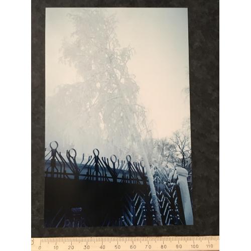 Фотографія Рослини