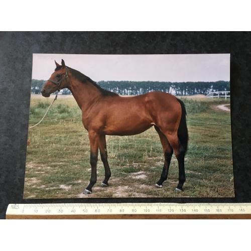 Фотографія велика художня Племінні коні