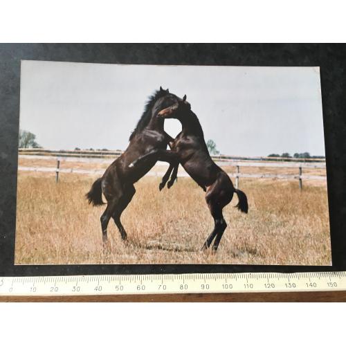 Фотографія велика художня Племінні коні