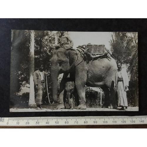 Листівка Цейлон