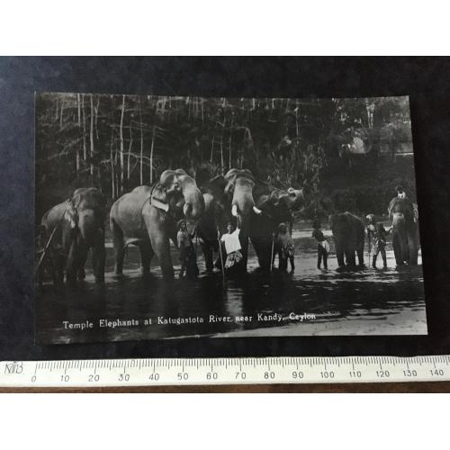 Листівка Цейлон