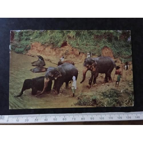 Листівка Цейлон